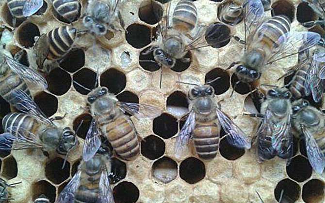 中蜂爛子病有什么特效藥治療? 中蜂爛子病