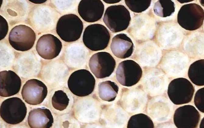 中蜂爛子病有什么特效藥治療? 中蜂爛子病