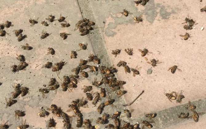 蜜蜂大量死亡怎么治療? 農(nóng)藥中毒