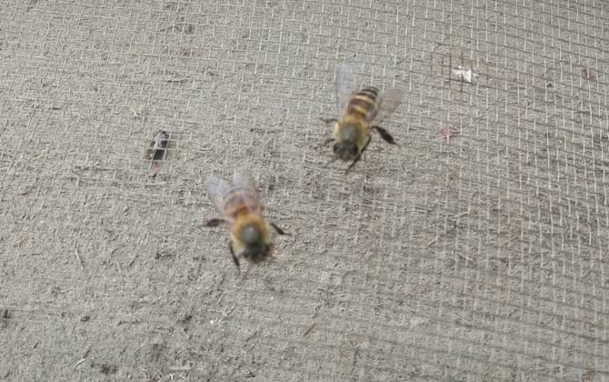 馬氏管變形蟲(chóng)病