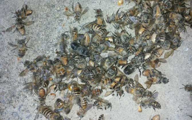 中蜂爬蜂病怎么回事? 爬蜂病