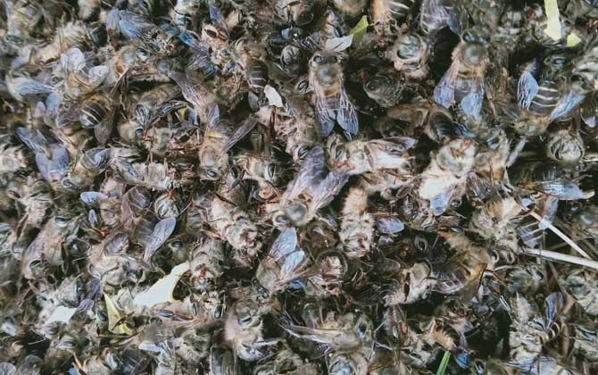 中蜂爬蜂病怎么回事? 爬蜂病