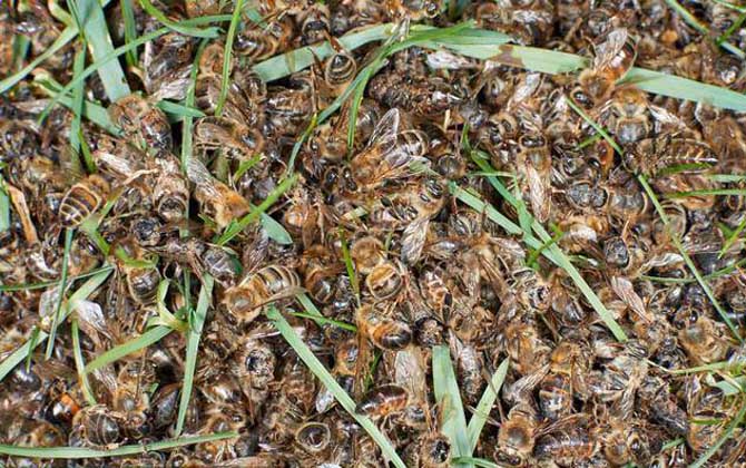 爬蜂病用鹽治靠譜嗎? 爬蜂病