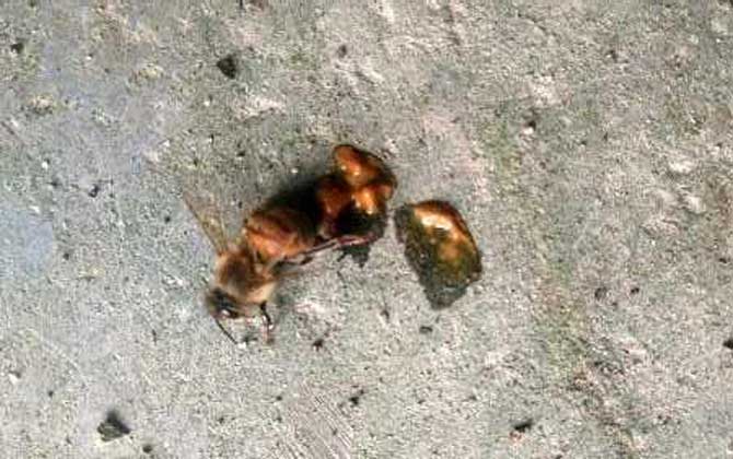 爬蜂病用鹽治靠譜嗎? 爬蜂病