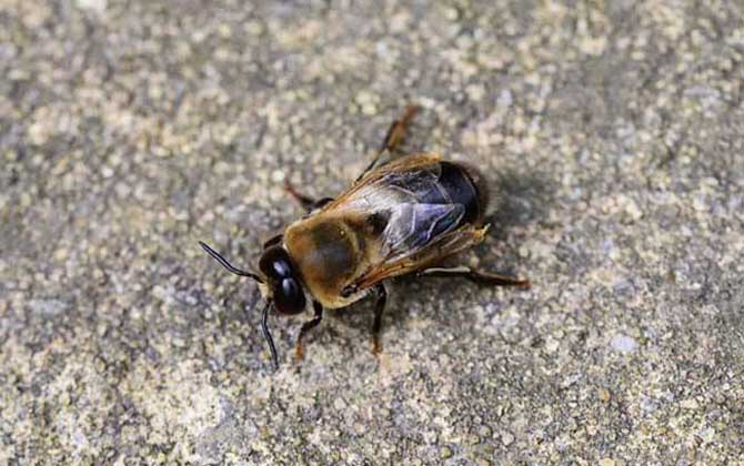 蜂群是怎么分工的?超強的團隊協作能力,難怪能撐起龐大的族群! 雄蜂