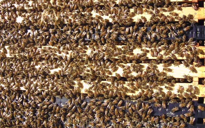 怎么樣才能養好蜜蜂?只有清楚蜜蜂的習性,養蜜蜂才能得心應手! 蜜蜂養殖