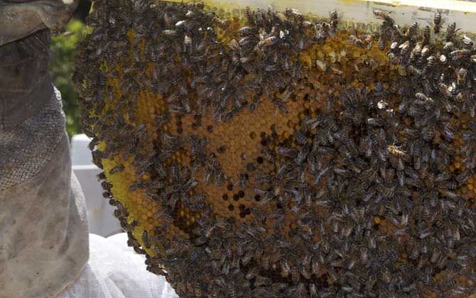 怎么樣才能養好蜜蜂?只有清楚蜜蜂的習性,養蜜蜂才能得心應手! 蜜蜂養殖