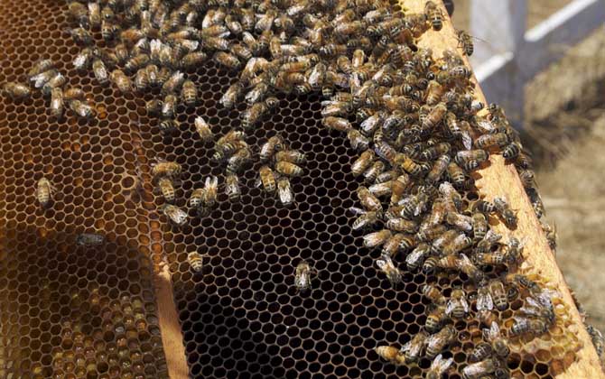 怎么樣才能養好蜜蜂?只有清楚蜜蜂的習性,養蜜蜂才能得心應手! 蜜蜂養殖