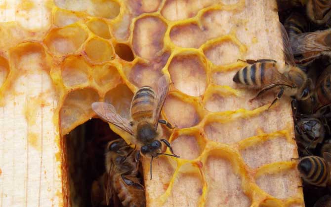 怎么樣才能養好蜜蜂?只有清楚蜜蜂的習性,養蜜蜂才能得心應手! 蜜蜂養殖