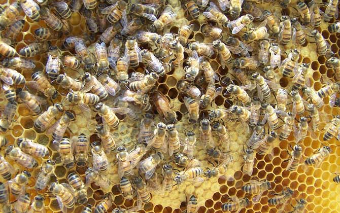 養(yǎng)中蜂好還是養(yǎng)意蜂好?搞清楚這幾個區(qū)別,結果基本上一目了然! 意蜂