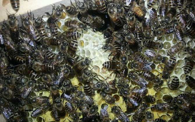 養(yǎng)中蜂好還是養(yǎng)意蜂好?搞清楚這幾個區(qū)別,結果基本上一目了然! 中蜂