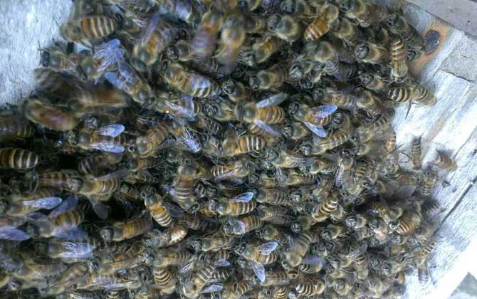 養(yǎng)中蜂好還是養(yǎng)意蜂好?搞清楚這幾個區(qū)別,結果基本上一目了然! 中蜂