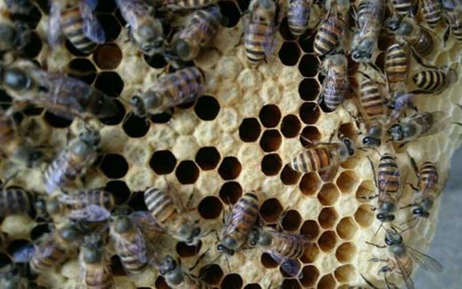 養(yǎng)中蜂好還是養(yǎng)意蜂好?搞清楚這幾個區(qū)別,結果基本上一目了然! 中蜂