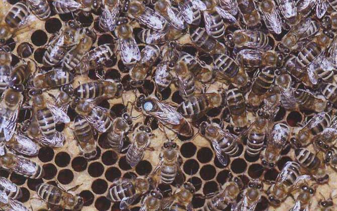 我國(guó)養(yǎng)殖的蜜蜂有哪些?除了中蜂和意蜂,這些蜂種也是大名鼎鼎! 新疆黑蜂