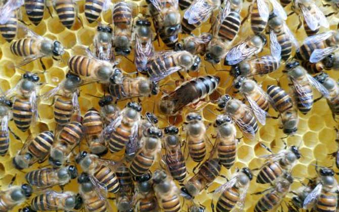 有技術“蜂養人”,沒技術“人養蜂”,沒有技術談養蜂就是空話! 養蜂技術