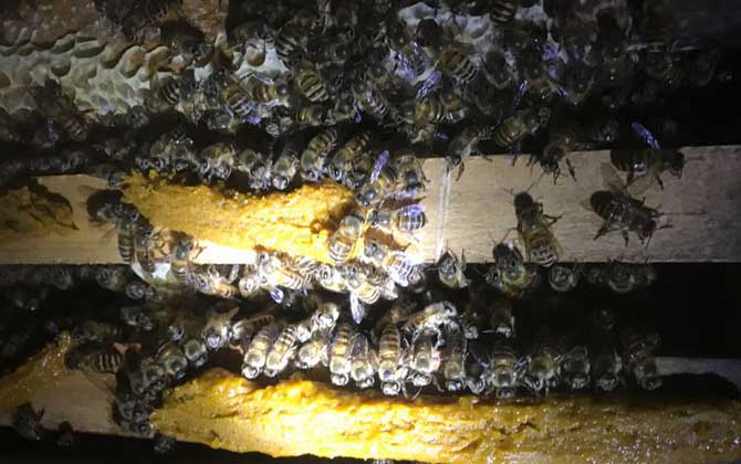 有技術“蜂養人”,沒技術“人養蜂”,沒有技術談養蜂就是空話! 養蜂技術