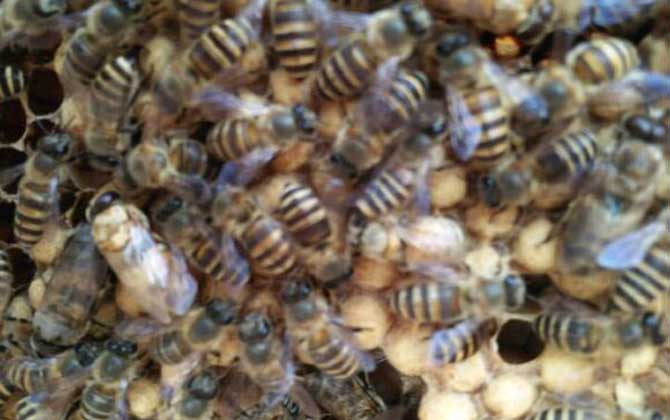 蜜蜂養殖雖然能賺錢,但不是任何地方都能養,除非具備這些條件! 蜜蜂養殖