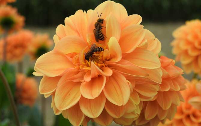 蜜蜂是怎么采蜜的?每釀1千克蜂蜜,差不多等于繞地球飛行11圈! 蜜蜂采蜜