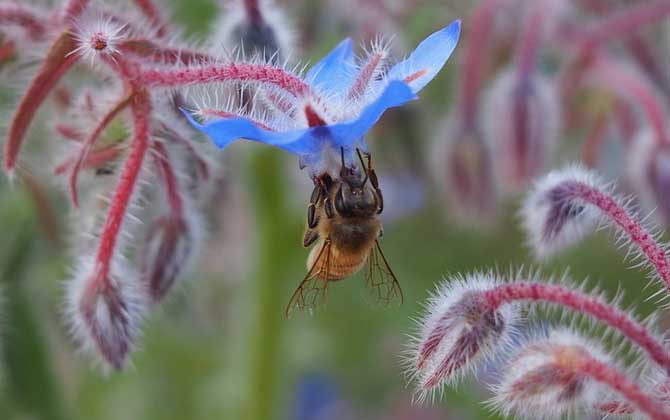 工蜂在蜂群中有什么作用?倘若沒有工蜂,蜂王和雄蜂都將被餓死! 工蜂