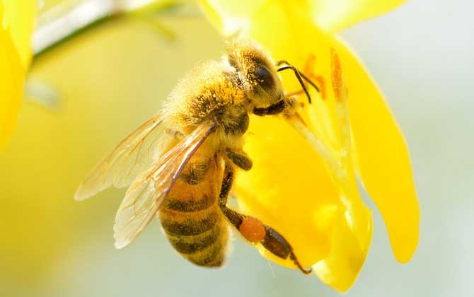 工蜂在蜂群中有什么作用?倘若沒有工蜂,蜂王和雄蜂都將被餓死! 工蜂