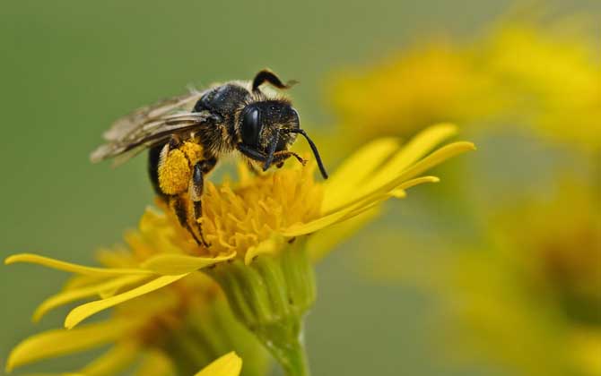 工蜂在蜂群中有什么作用?倘若沒有工蜂,蜂王和雄蜂都將被餓死! 工蜂