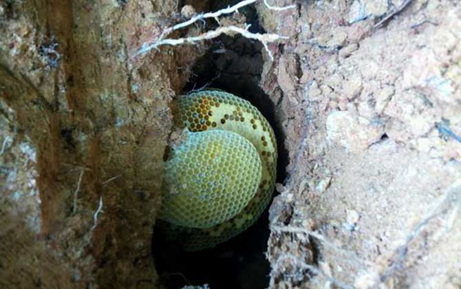 怎么收捕洞中的野生蜜蜂?試試這個方法,輕松就將它們收捕回家! 野生蜜蜂