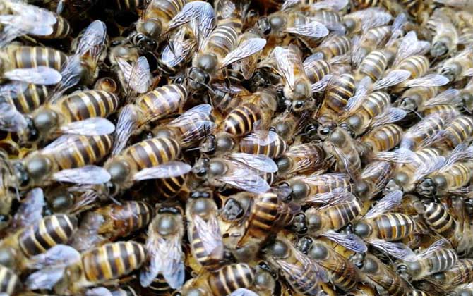 工蜂的確能變成蜂王,但條件極為苛刻,一生中有且只有一次機會! 蜂王