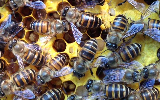 工蜂的確能變成蜂王,但條件極為苛刻,一生中有且只有一次機會! 蜂王