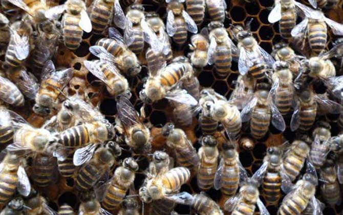 工蜂的確能變成蜂王,但條件極為苛刻,一生中有且只有一次機會! 蜂王