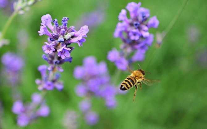蜂毒對性功能的作用,沒有特殊作用,過量蜂毒易引起急性腎衰竭! 蜂毒