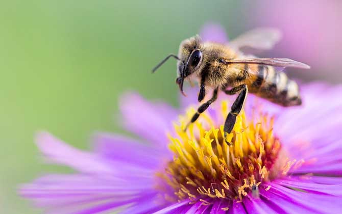 蜂毒對性功能的作用,沒有特殊作用,過量蜂毒易引起急性腎衰竭! 蜂毒