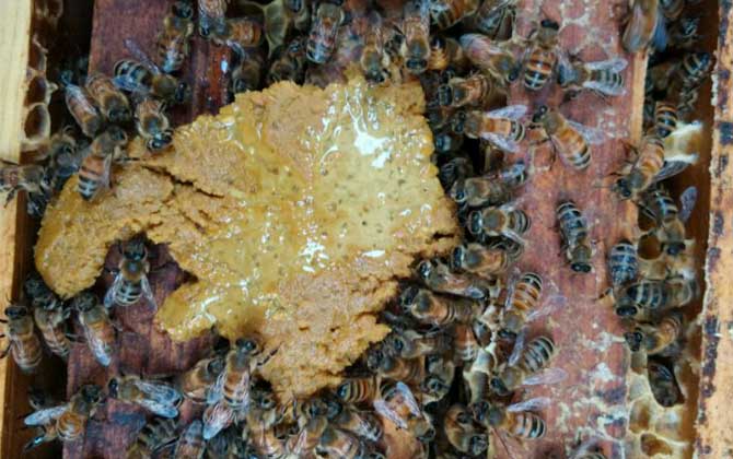 飼喂是養(yǎng)蜂的重點(diǎn),根據(jù)目的不同,蜜蜂的飼喂方式無(wú)外乎這三種! 蜜蜂飼喂