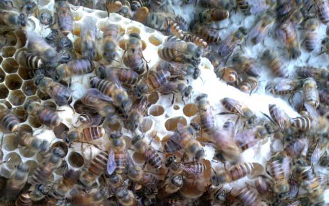 飼喂是養(yǎng)蜂的重點(diǎn),根據(jù)目的不同,蜜蜂的飼喂方式無(wú)外乎這三種! 蜜蜂飼喂