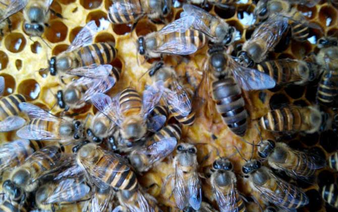 蜂種是養(yǎng)蜂效益的關鍵,試試這幾種方法,人工選擇改良蜂種質(zhì)量! 蜂種