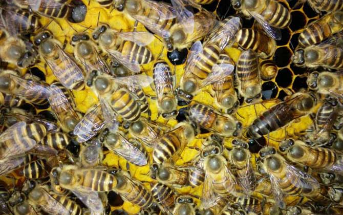 蜂種是養(yǎng)蜂效益的關鍵,試試這幾種方法,人工選擇改良蜂種質(zhì)量! 蜂種