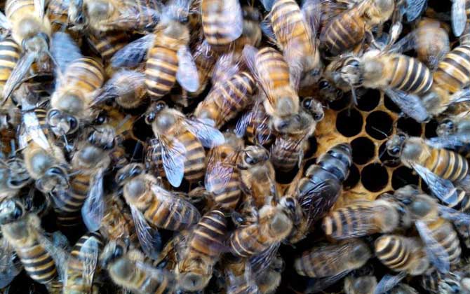 “分蜂熱”的原因,無非這幾個,清楚后才能徹底解除“分蜂熱”! 分蜂熱