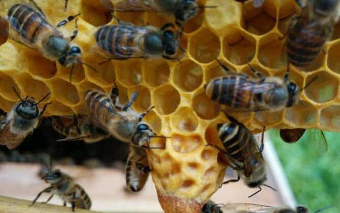 “分蜂熱”的原因,無非這幾個,清楚后才能徹底解除“分蜂熱”! 分蜂熱