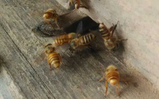 自然分蜂后不知道怎么辦,像這樣操作,輕松可將分蜂群收捕回來! 自然分蜂