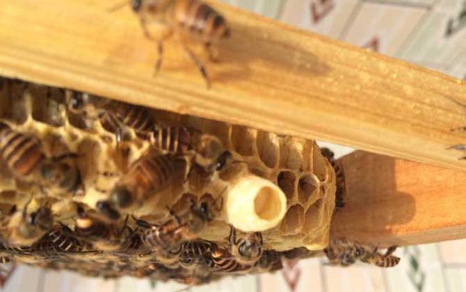 蜜蜂什么時(shí)候分蜂?蜂群的這些行為,已經(jīng)告訴你了大致分蜂時(shí)間! 分蜂