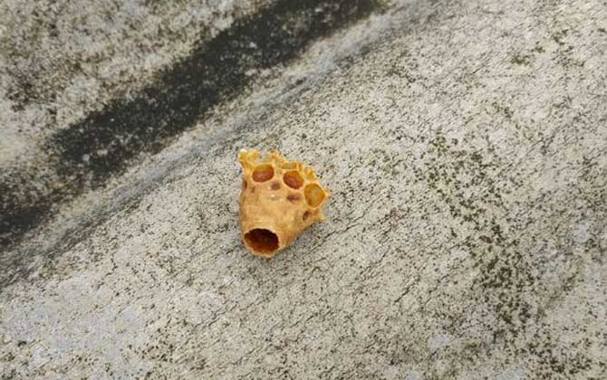 王臺是培育蜂王的,了解其發育過程,養蜂生產將更加的得心應手! 王臺