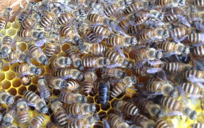 養蜂為什么要換蜂王?看完這幾個原因,你就知道換王有多重要了! 蜂王