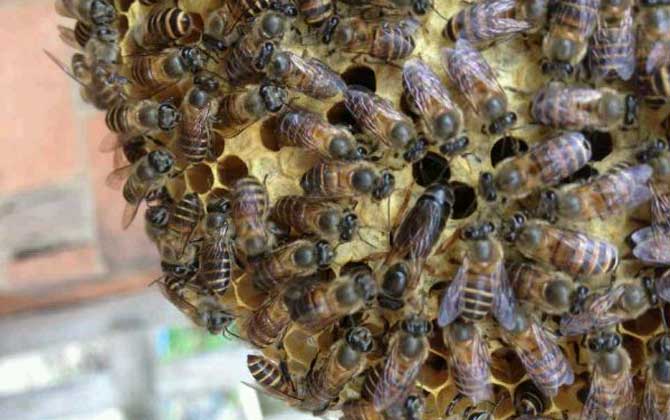 養蜂為什么要換蜂王?看完這幾個原因,你就知道換王有多重要了! 蜂王