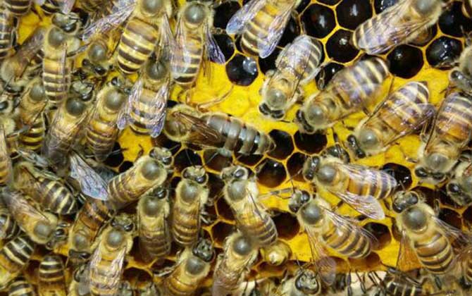 直接介王易圍王,像這樣間接介王,不但蜂王安全,成功率也極高! 介王