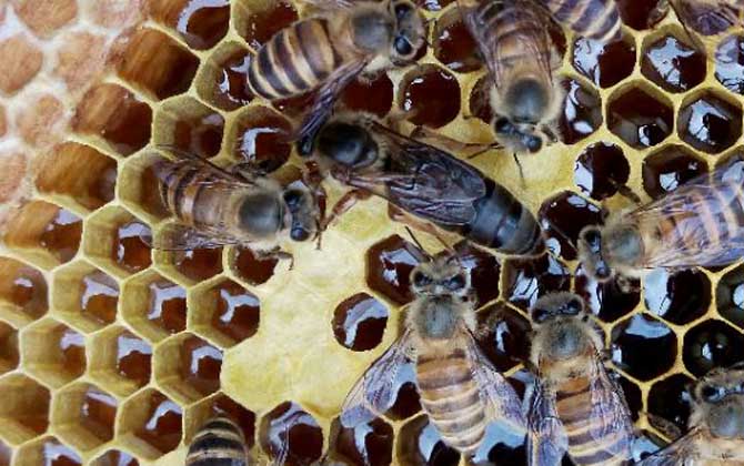 直接介王易圍王,像這樣間接介王,不但蜂王安全,成功率也極高! 介王