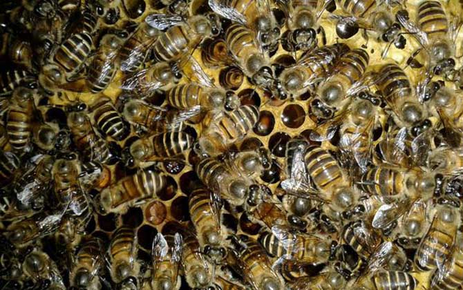 蜜蜂越冬期缺少飼料,利用補(bǔ)助性飼喂,快速為蜂群補(bǔ)足越冬飼料! 蜜蜂越冬