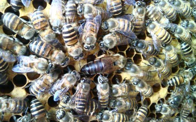 蜜蜂越冬期缺少飼料,利用補(bǔ)助性飼喂,快速為蜂群補(bǔ)足越冬飼料! 蜜蜂越冬