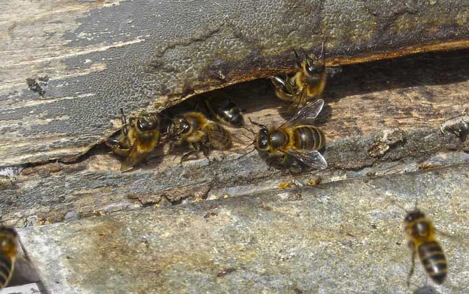 養(yǎng)蜂人為什么越來(lái)越少?難道養(yǎng)蜂不賺錢,真相說(shuō)出來(lái)你可能不信! 養(yǎng)蜂