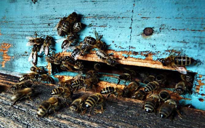 養(yǎng)蜂人為什么越來(lái)越少?難道養(yǎng)蜂不賺錢,真相說(shuō)出來(lái)你可能不信! 養(yǎng)蜂