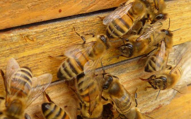 養(yǎng)蜂人為什么越來(lái)越少?難道養(yǎng)蜂不賺錢,真相說(shuō)出來(lái)你可能不信! 養(yǎng)蜂