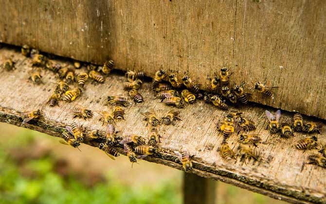 養(yǎng)蜂人為什么越來(lái)越少?難道養(yǎng)蜂不賺錢,真相說(shuō)出來(lái)你可能不信! 養(yǎng)蜂